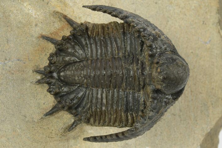 Lichid Trilobite (Akantharges) - Very Large For Species #243842